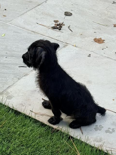 Patagonia, an adopted mixed breed in Cumming, GA image 3/5