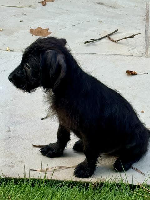 Patagonia, an adopted mixed breed in Cumming, GA image 5/5