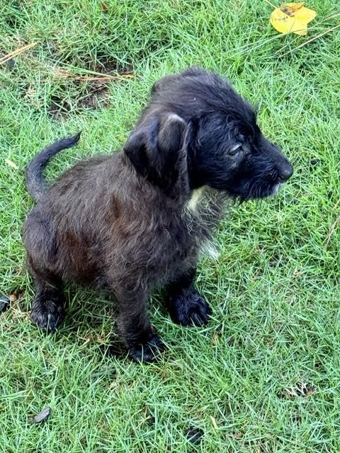 Patagonia, adopted, Puppy Male Poodle & Terrier.