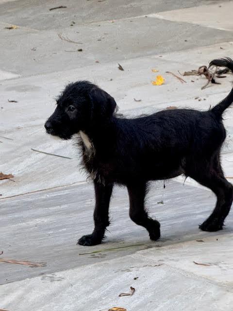 Patagonia, an adopted mixed breed in Cumming, GA image 4/5