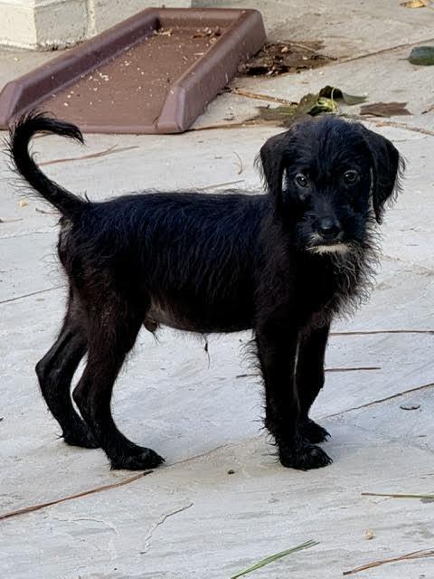 Patagonia, an adopted mixed breed in Cumming, GA image 2/5