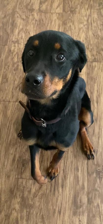 Moxie, Adoptable, Adult Female Rottweiler & Mixed Breed.