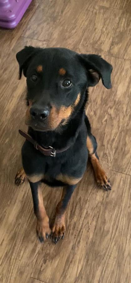 Enlarge Moxie, a Adoptable mixed breed in Lawrenceville, GA image 2/2