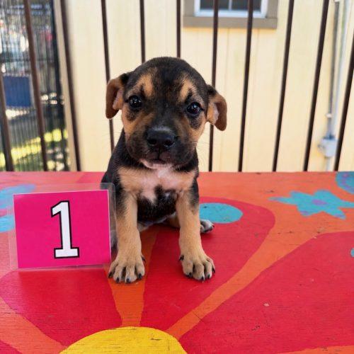 Enlarge Pookers, a Adoptable mixed breed in Bellmawr, NJ image 1/1