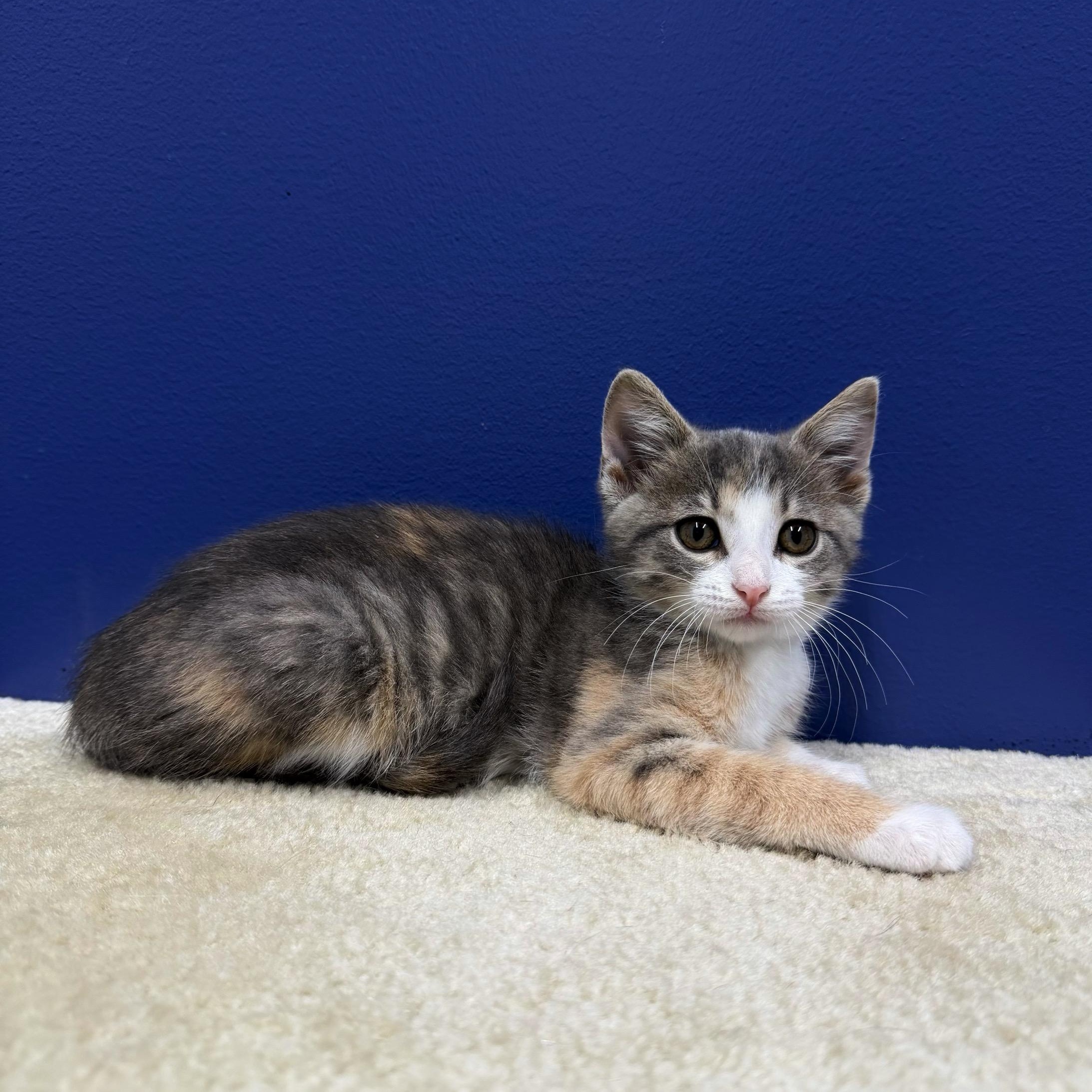 Jessie, a Adoptable mixed breed in High Ridge, MO image 2/4