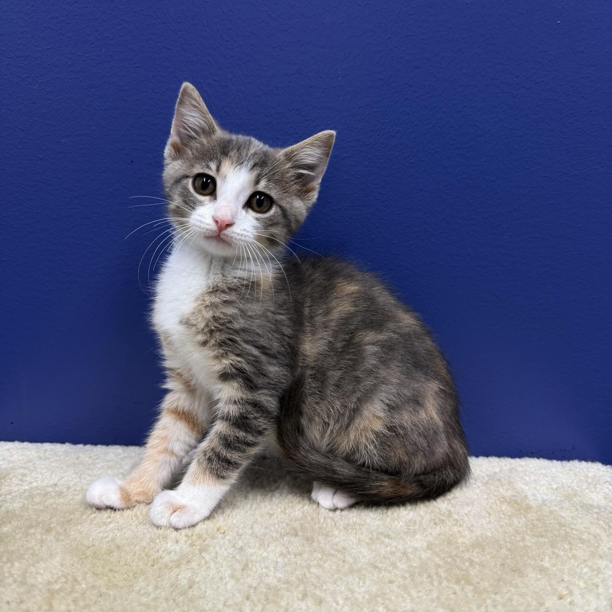 Jessie, Adoptable, Kitten Female Dilute Calico & Tabby.