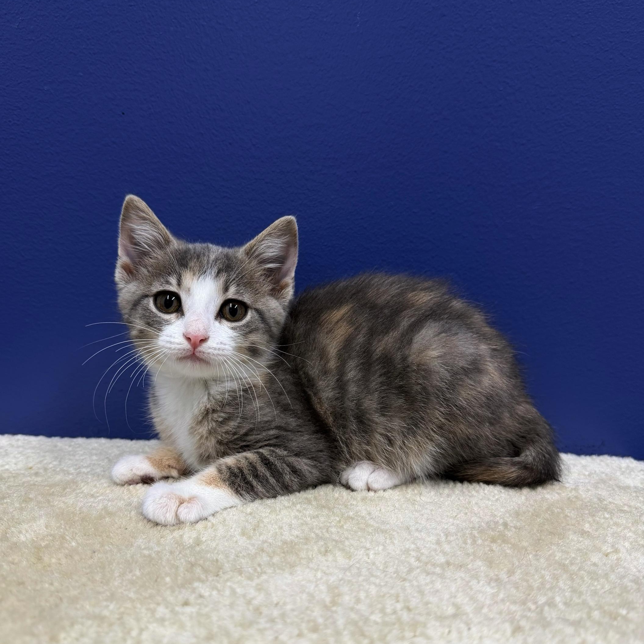 Jessie, a Adoptable mixed breed in High Ridge, MO image 3/4