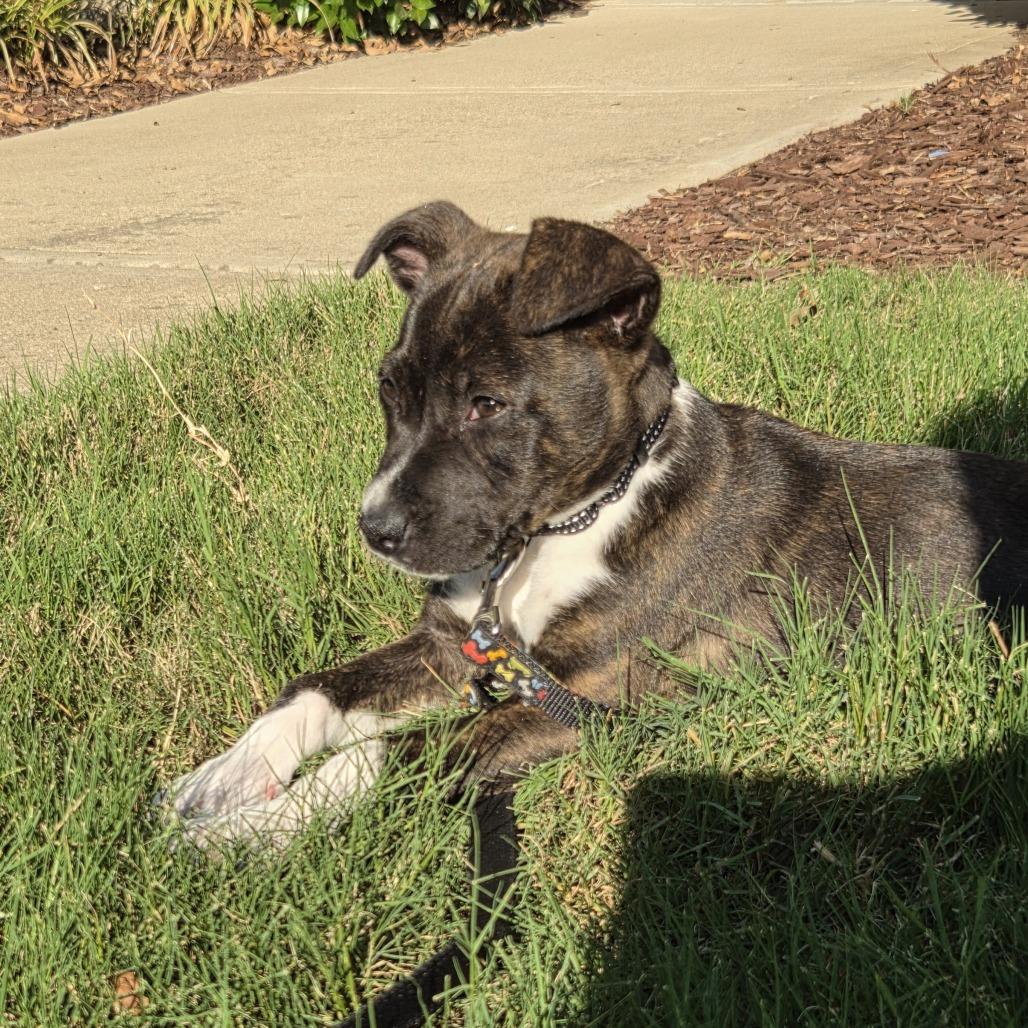 Rory, a Adoptable Mixed Breed in Raleigh, NC image 1/6