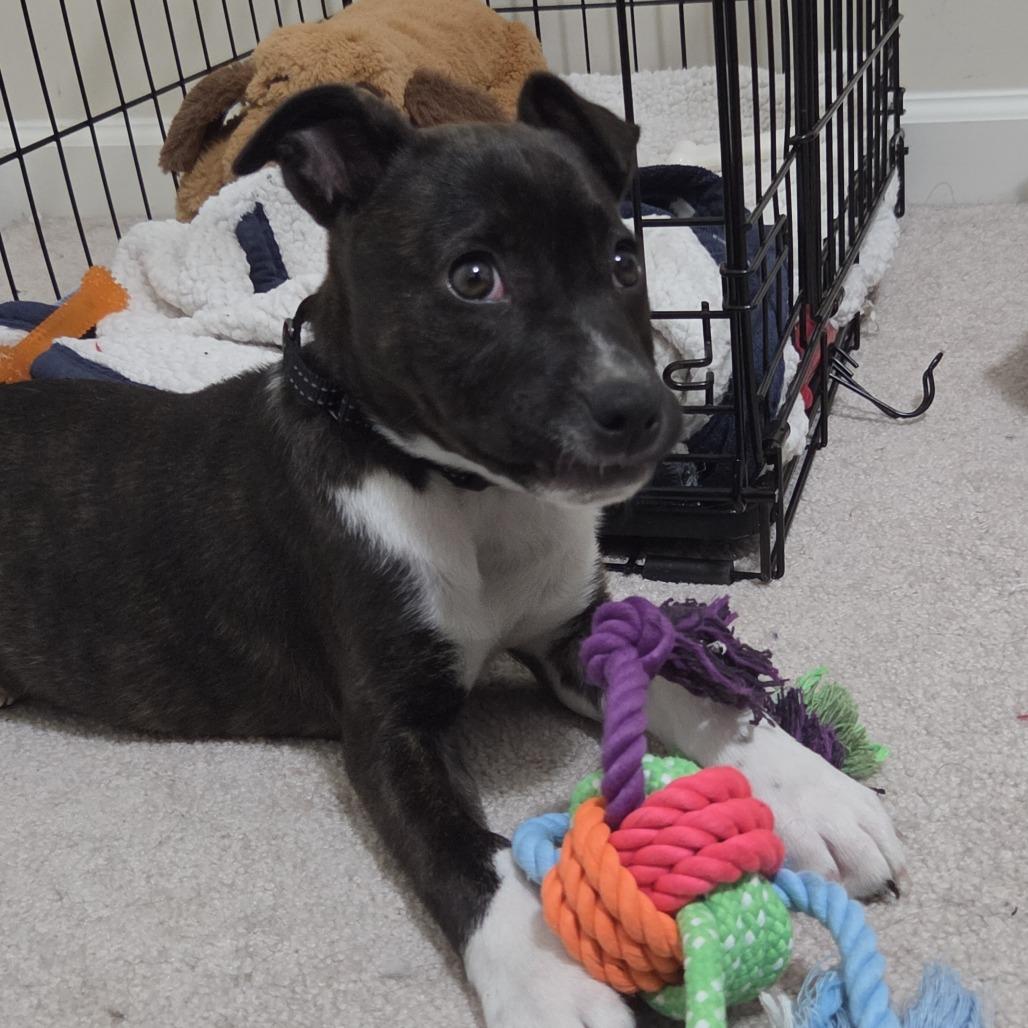 Rory, a Adoptable Mixed Breed in Raleigh, NC image 2/6