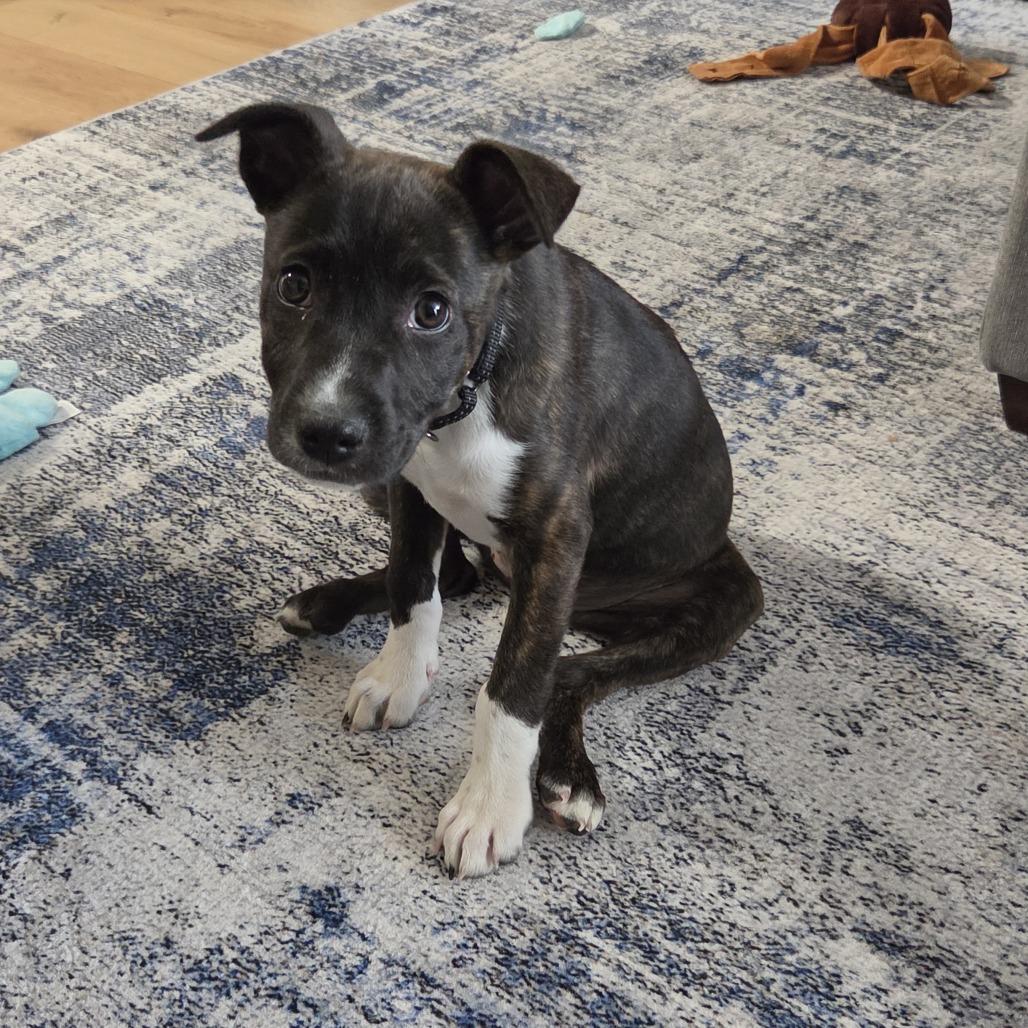 Rory, a Adoptable Mixed Breed in Raleigh, NC image 4/6