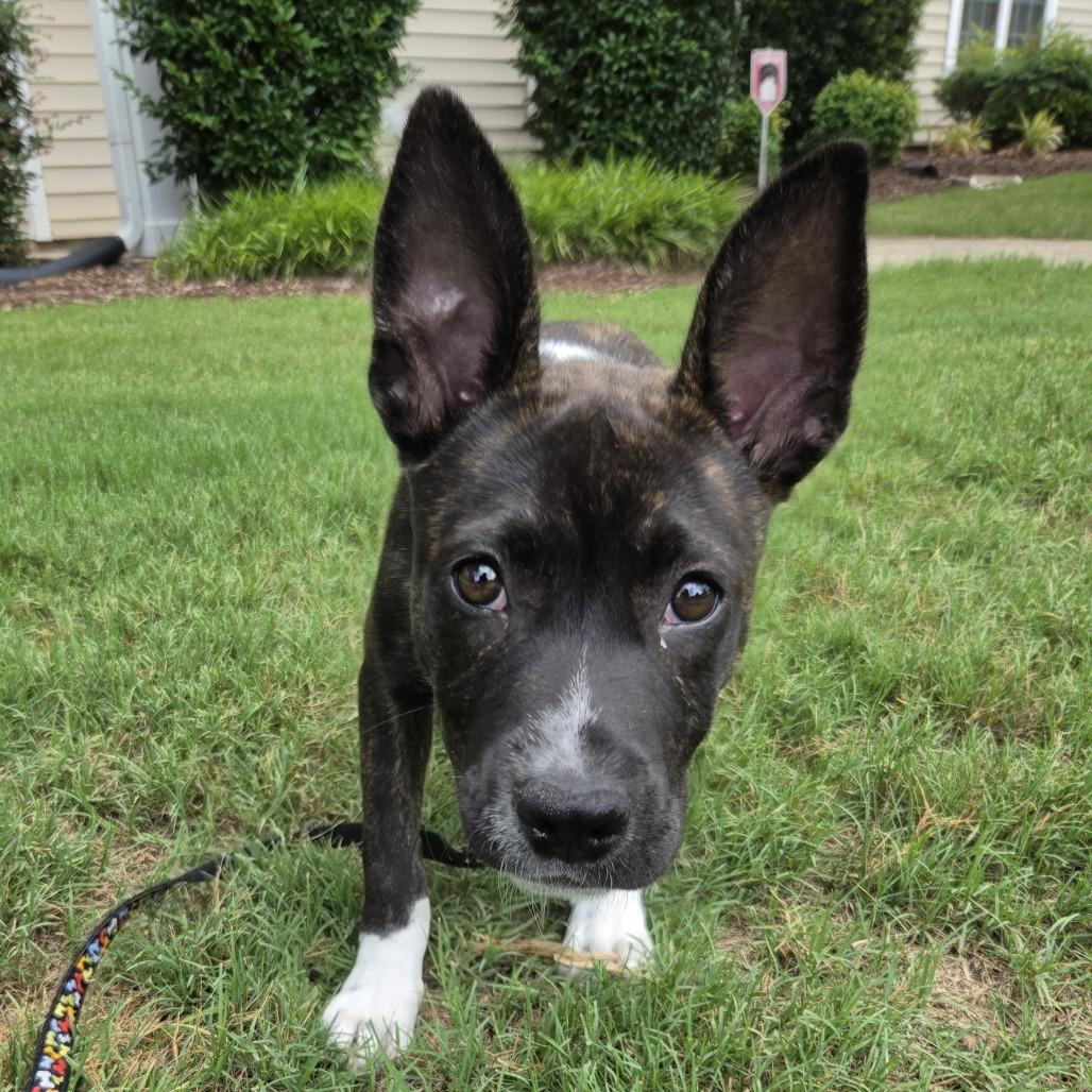 Rory, a Adoptable Mixed Breed in Raleigh, NC image 5/6