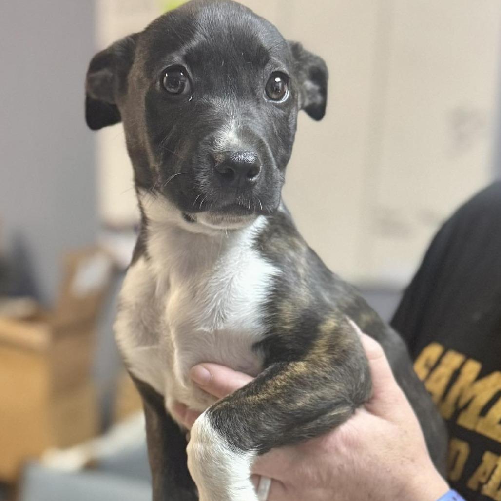 Rory, a Adoptable Mixed Breed in Raleigh, NC image 6/6