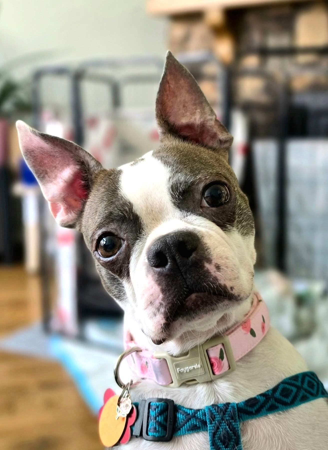 Enlarge Misty, a ADOPTABLE Boston Terrier in Waukesha, WI image 1/5