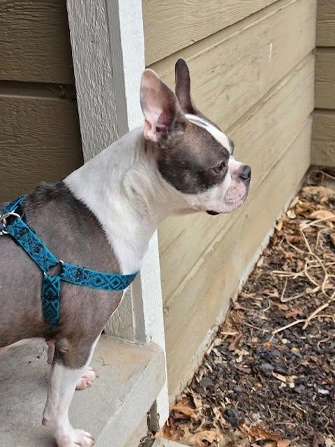 Enlarge Misty, a ADOPTABLE Boston Terrier in Waukesha, WI image 2/5