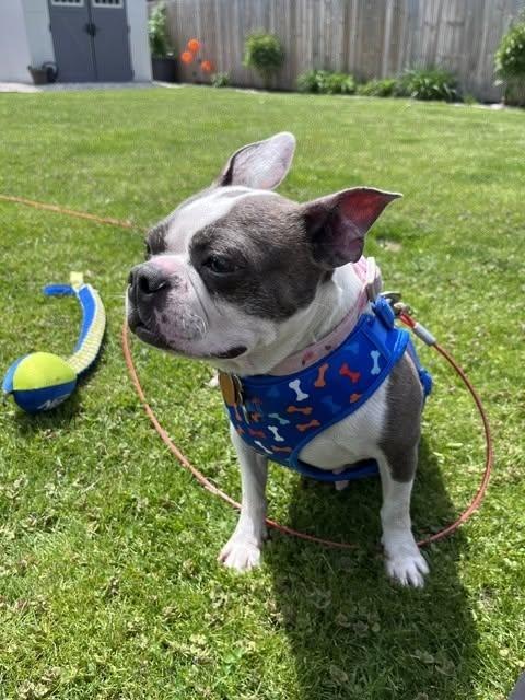 Enlarge Misty, a ADOPTABLE Boston Terrier in Waukesha, WI image 3/5