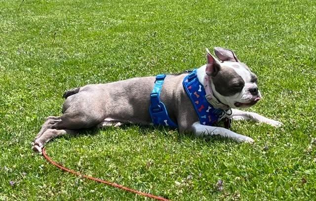 Enlarge Misty, a ADOPTABLE Boston Terrier in Waukesha, WI image 4/5