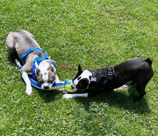 Enlarge Misty, a ADOPTABLE Boston Terrier in Waukesha, WI image 5/5