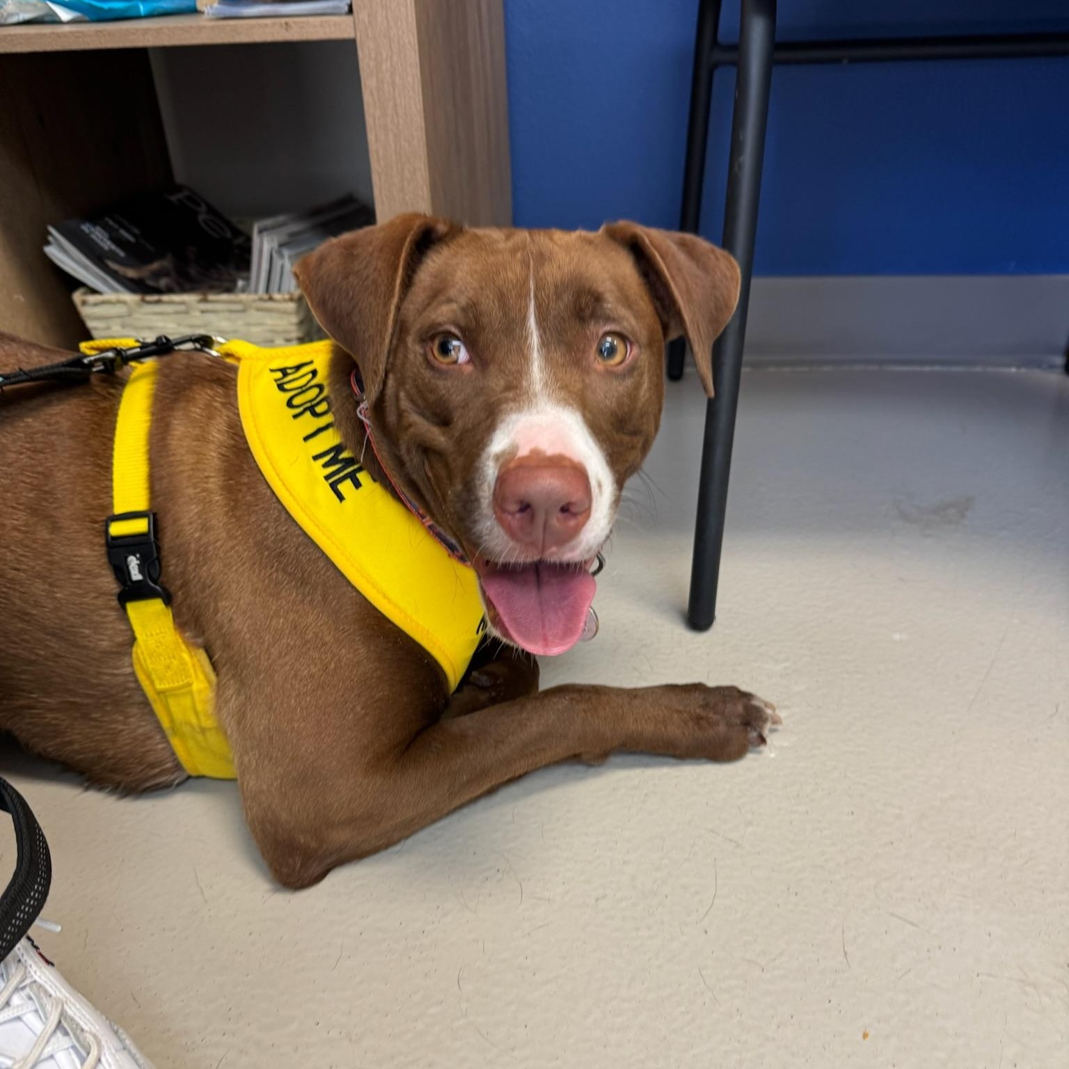 Enlarge Nesta, a Adoptable mixed breed in Rochester, NY image 3/6