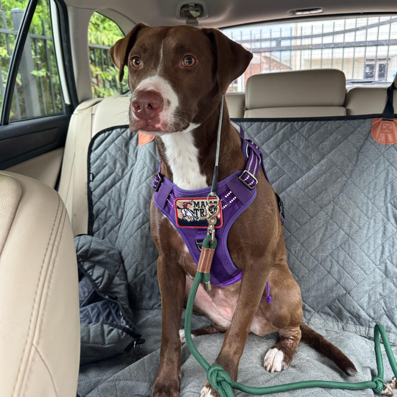 Enlarge Nesta, a Adoptable mixed breed in Rochester, NY image 2/6
