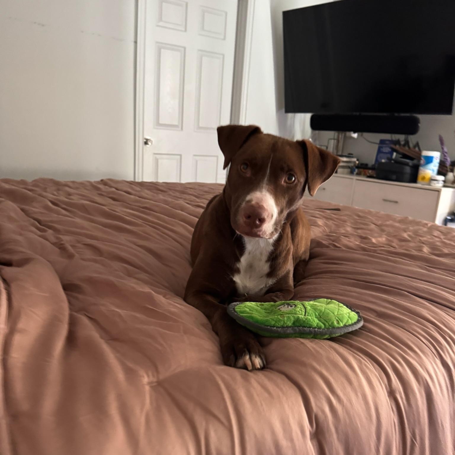 Enlarge Nesta, a Adoptable mixed breed in Rochester, NY image 6/6