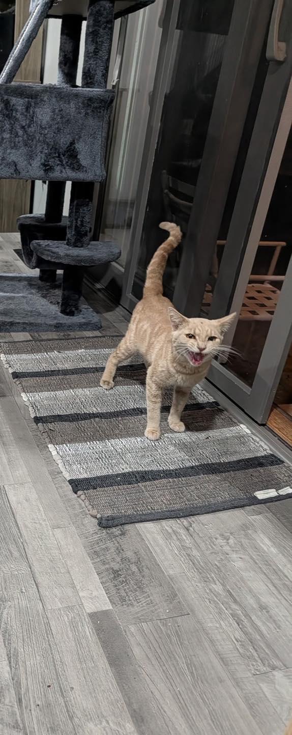 Theo Von, a ADOPTABLE Domestic Short Hair in Crown Point, IN image 5/6