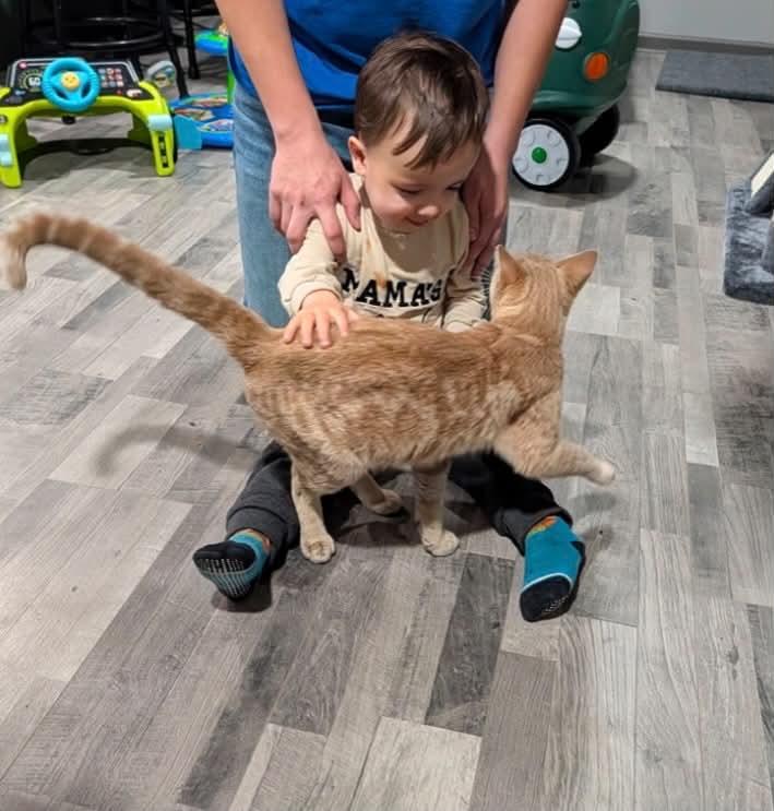 Theo Von, a ADOPTABLE Domestic Short Hair in Crown Point, IN image 6/6