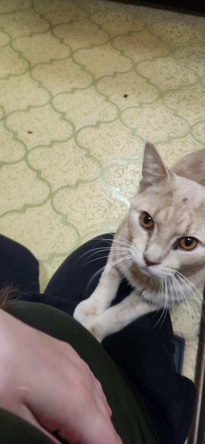 Theo Von, a ADOPTABLE Domestic Short Hair in Crown Point, IN image 4/6