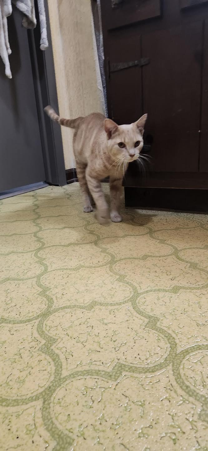 Theo Von, a ADOPTABLE Domestic Short Hair in Crown Point, IN image 3/6