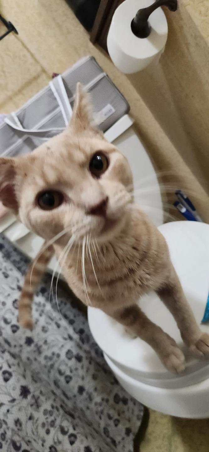 Theo Von, a ADOPTABLE Domestic Short Hair in Crown Point, IN image 1/6