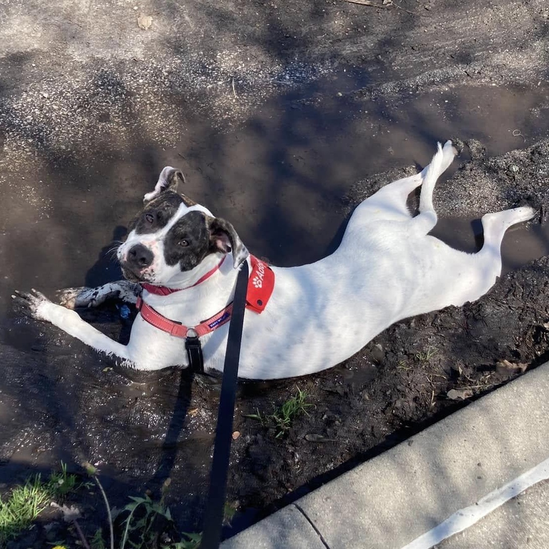 Connor, a Adoptable mixed breed in INDIANAPOLIS, IN image 3/5