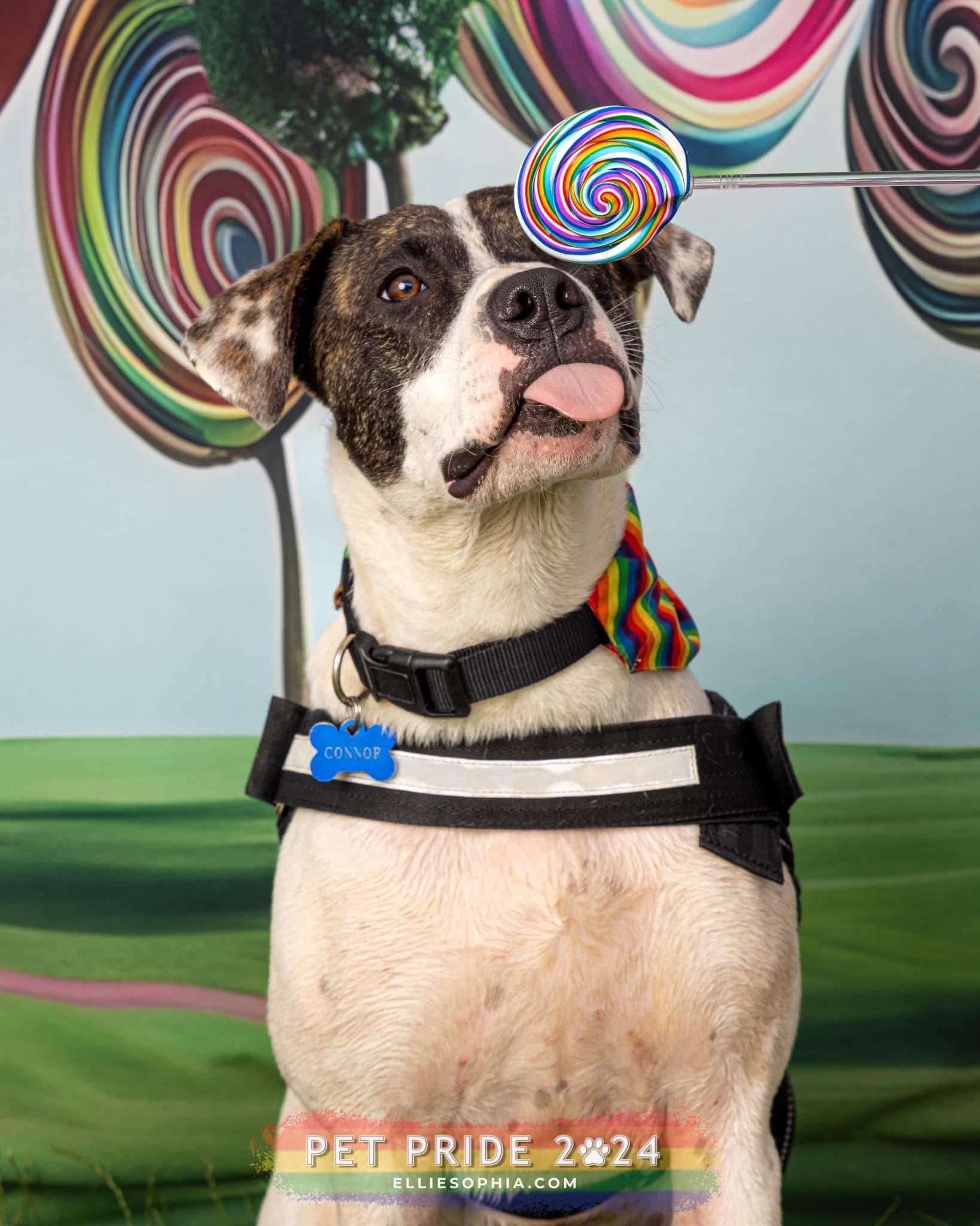 Connor, a Adoptable mixed breed in INDIANAPOLIS, IN image 2/5