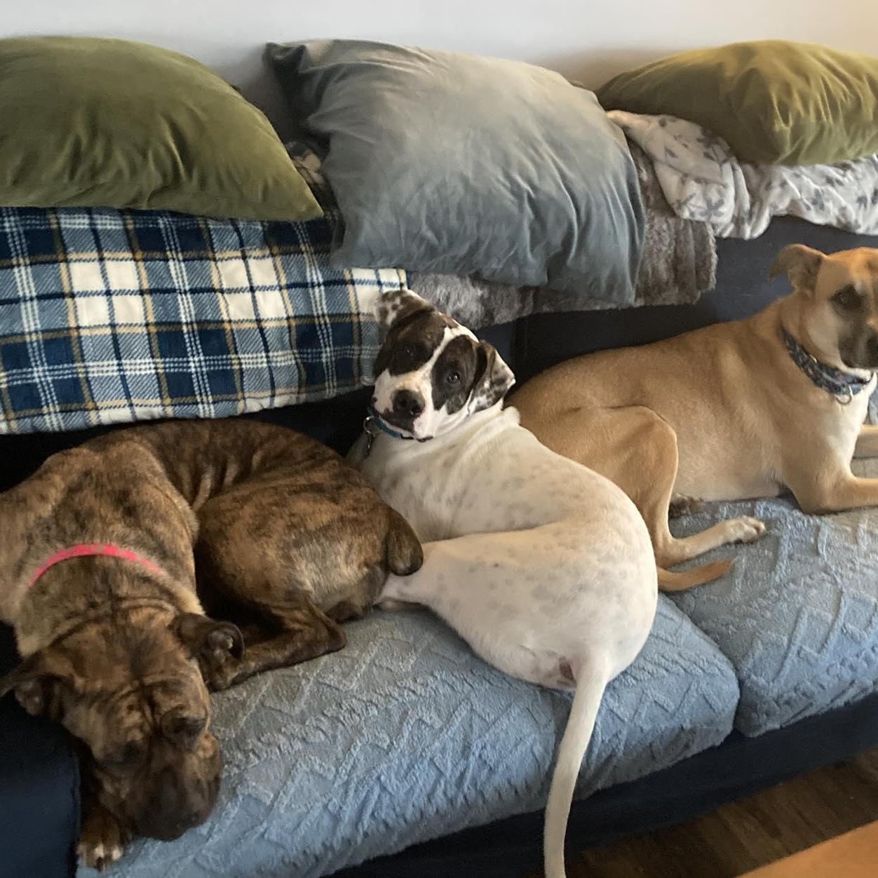 Connor, a Adoptable mixed breed in INDIANAPOLIS, IN image 5/5