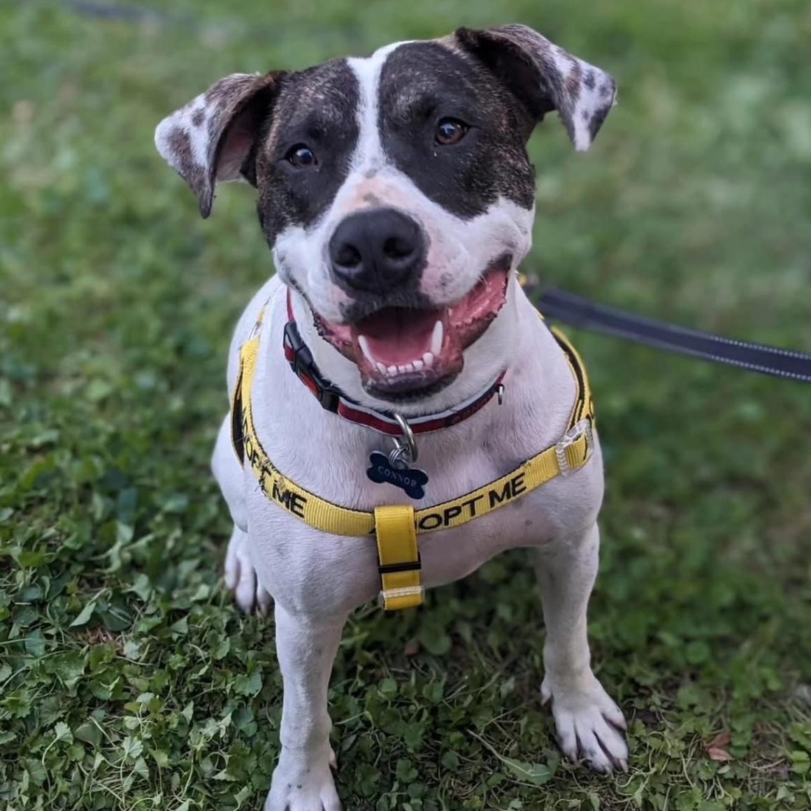 Connor, Adoptable, Adult Male Pit Bull Terrier.