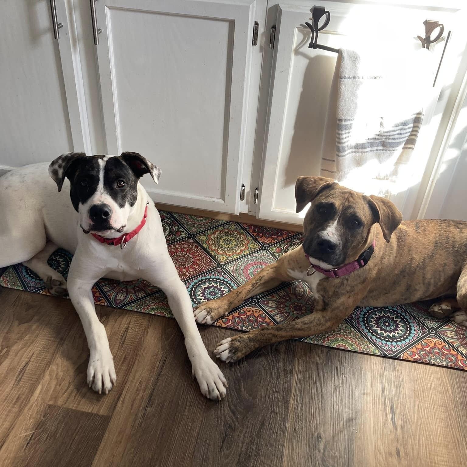 Connor, a Adoptable mixed breed in INDIANAPOLIS, IN image 4/5