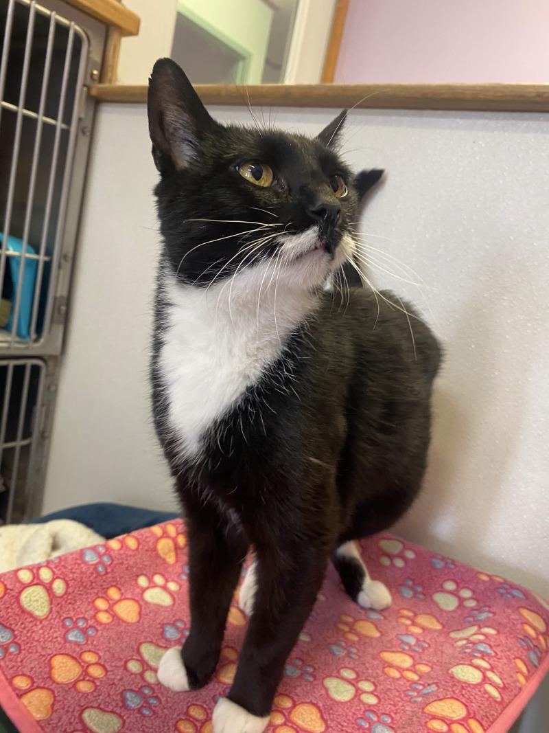 Enlarge Storm, a Adoptable Domestic Short Hair in Cortland, NY image 1/6