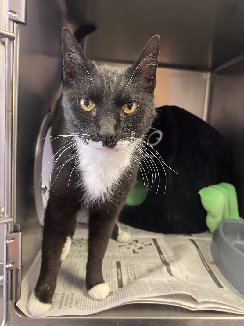 Enlarge Storm, a Adoptable Domestic Short Hair in Cortland, NY image 2/6