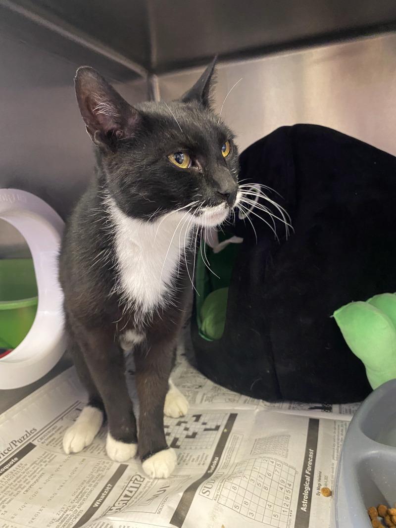 Enlarge Storm, a Adoptable Domestic Short Hair in Cortland, NY image 3/6