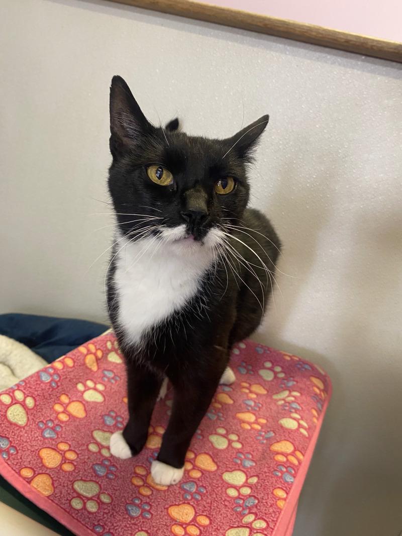 Enlarge Storm, a Adoptable Domestic Short Hair in Cortland, NY image 4/6