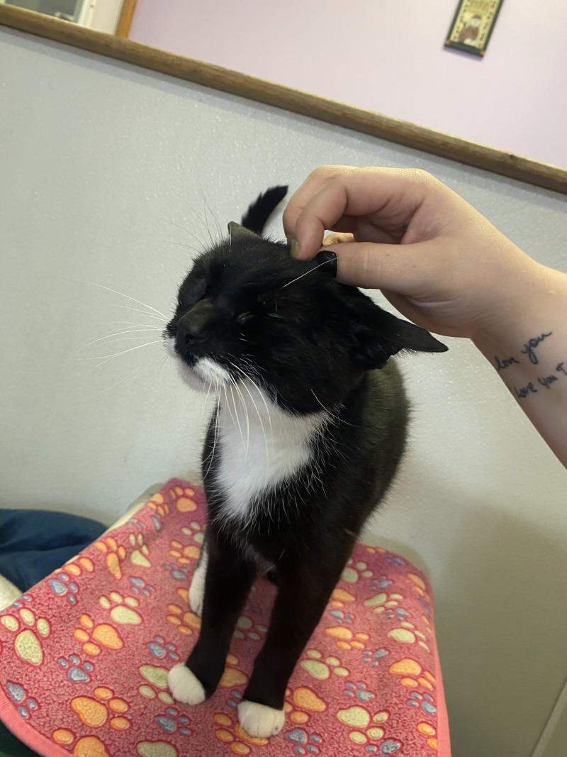 Enlarge Storm, a Adoptable Domestic Short Hair in Cortland, NY image 5/6