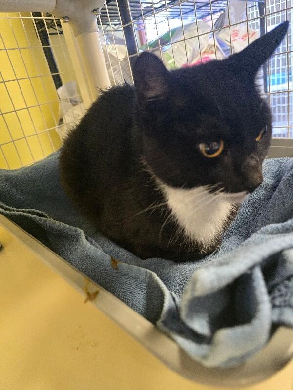 Enlarge Storm, a Adoptable Domestic Short Hair in Cortland, NY image 1/2