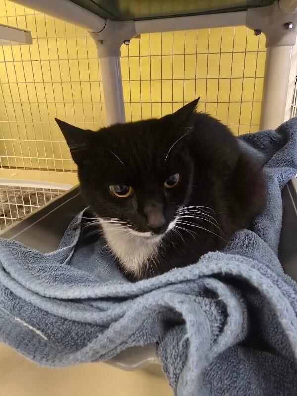 Enlarge Storm, a Adoptable Domestic Short Hair in Cortland, NY image 2/2