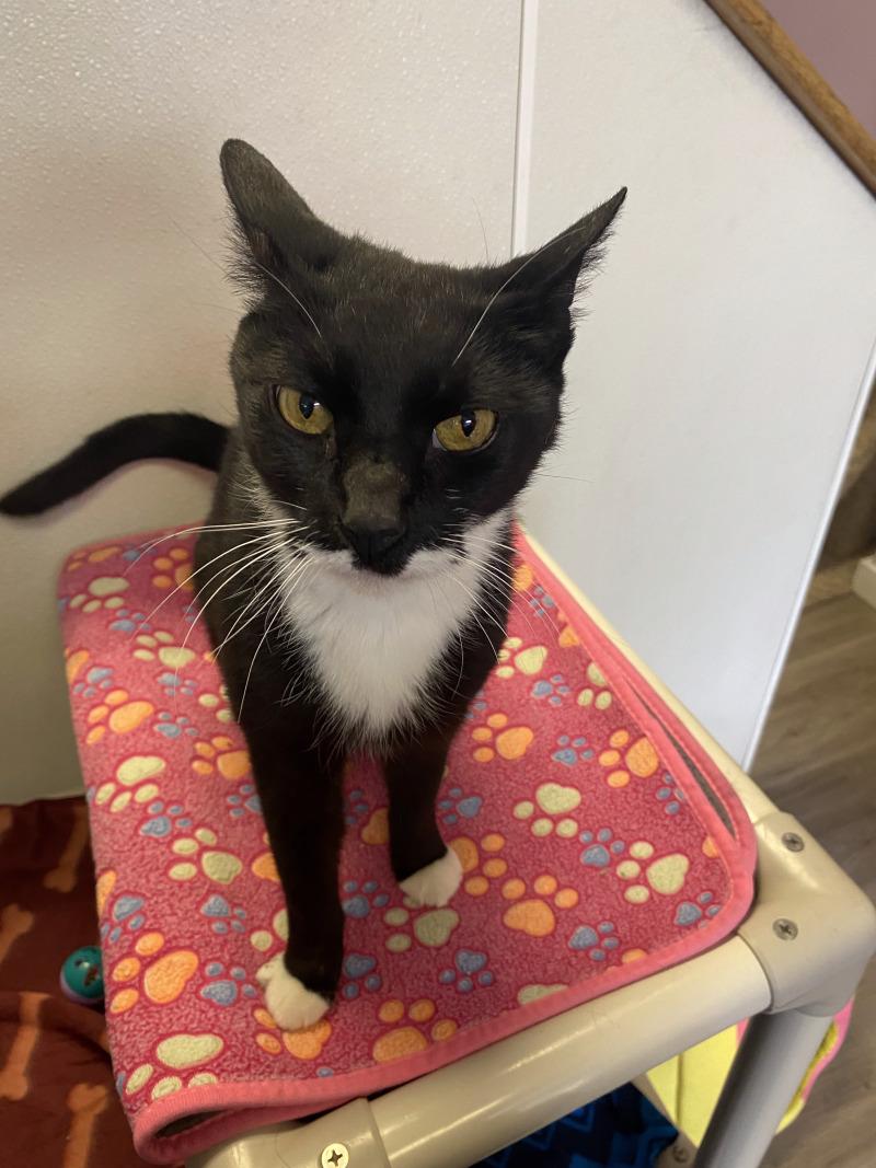 Enlarge Storm, a Adoptable Domestic Short Hair in Cortland, NY image 6/6