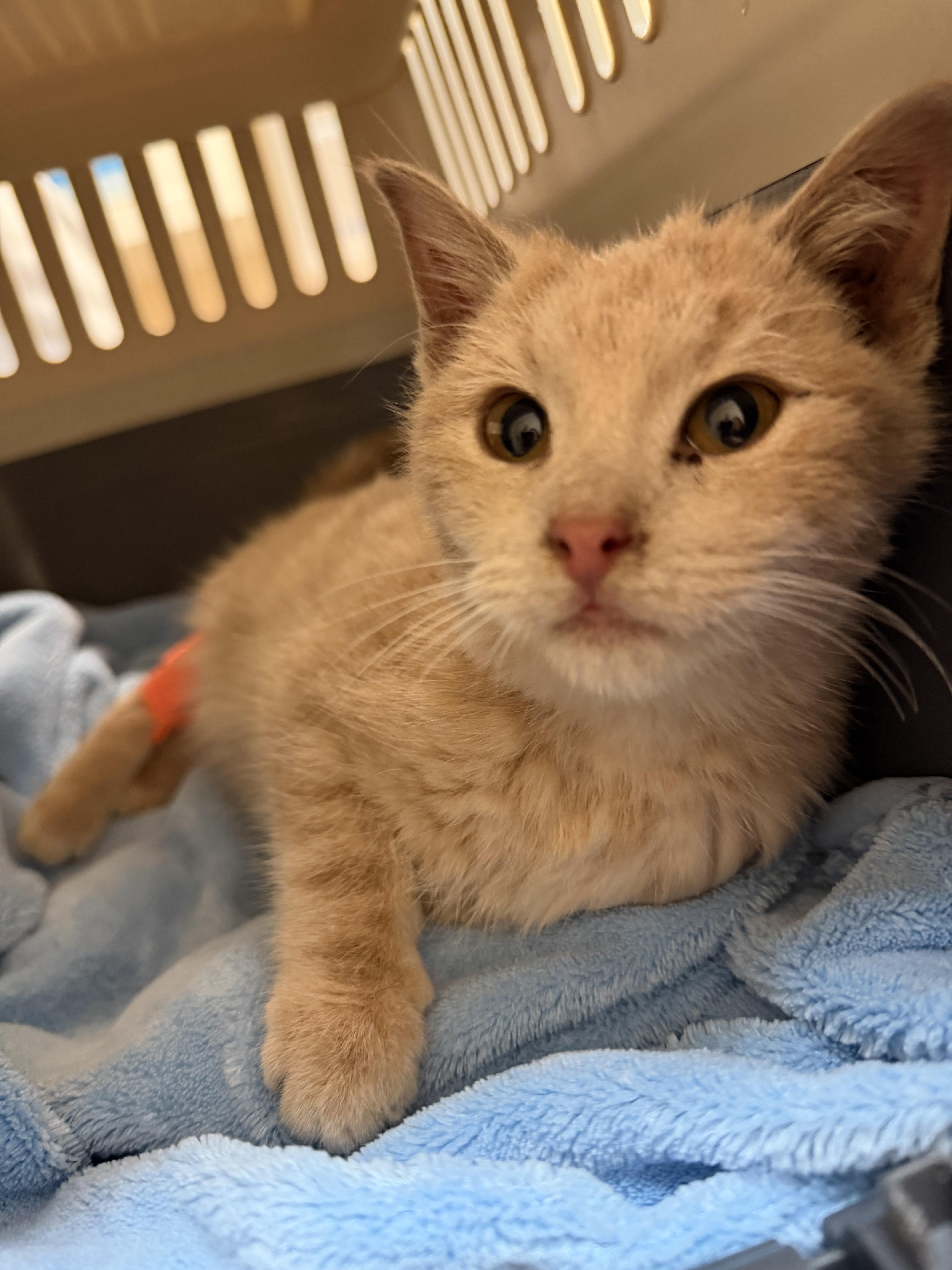 Huckleberry, Adoptable, Kitten Male Domestic Short Hair.