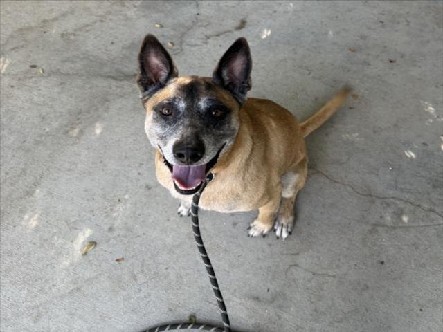 RINGO, Adoptable, Adult Male German Shepherd Dog.