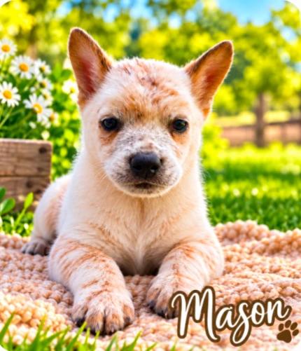 Mason, Adoptable, Puppy Male Australian Cattle Dog / Blue Heeler.