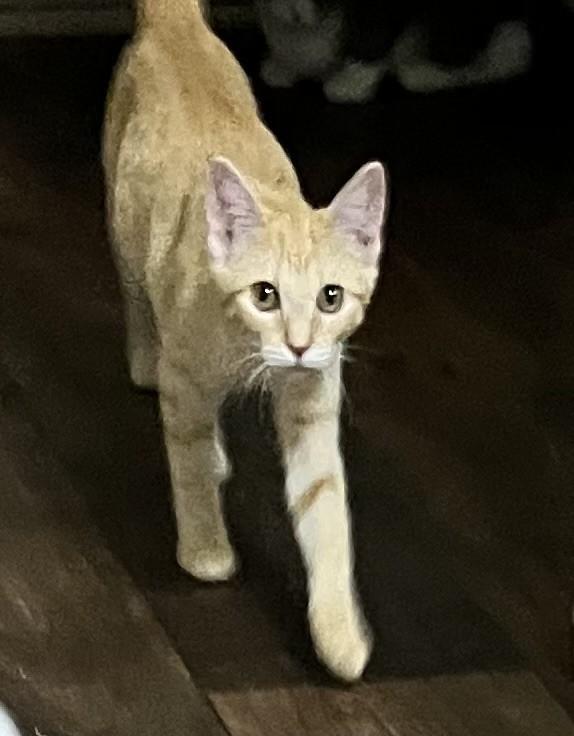 Quinnie (Peg-fostered in TN)