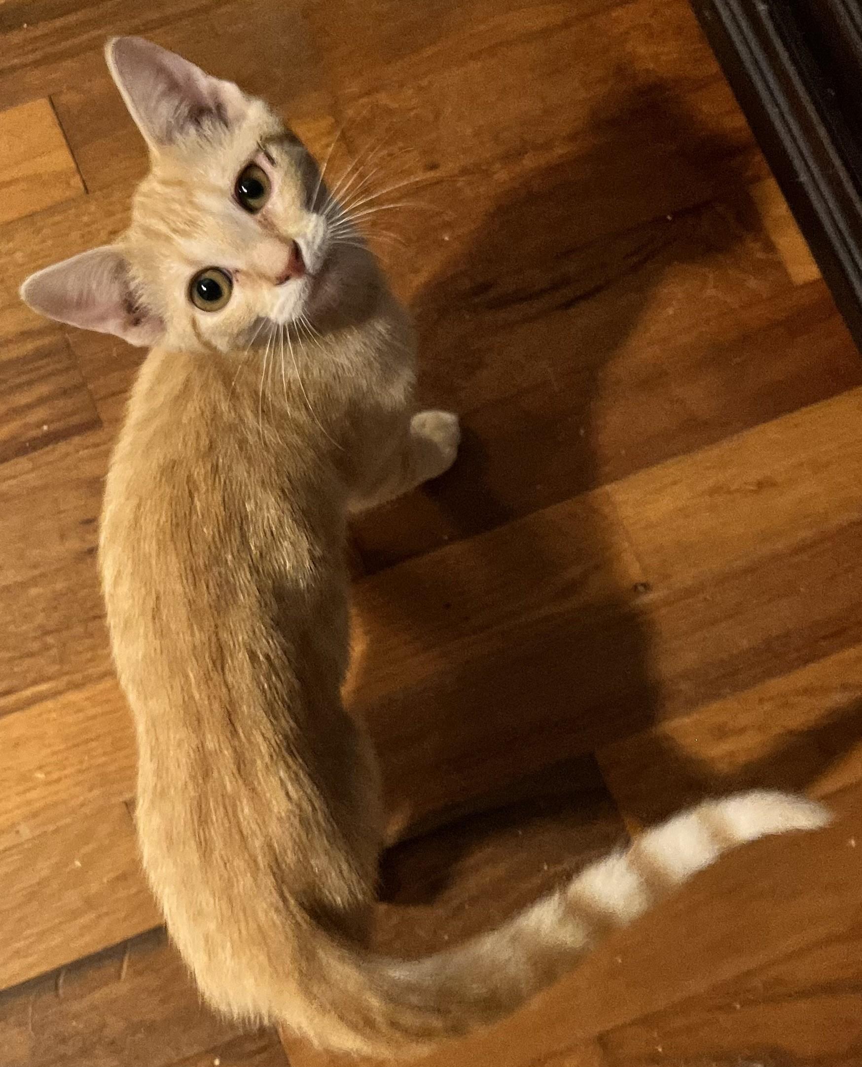 Quinnie (Peg-fostered in TN)