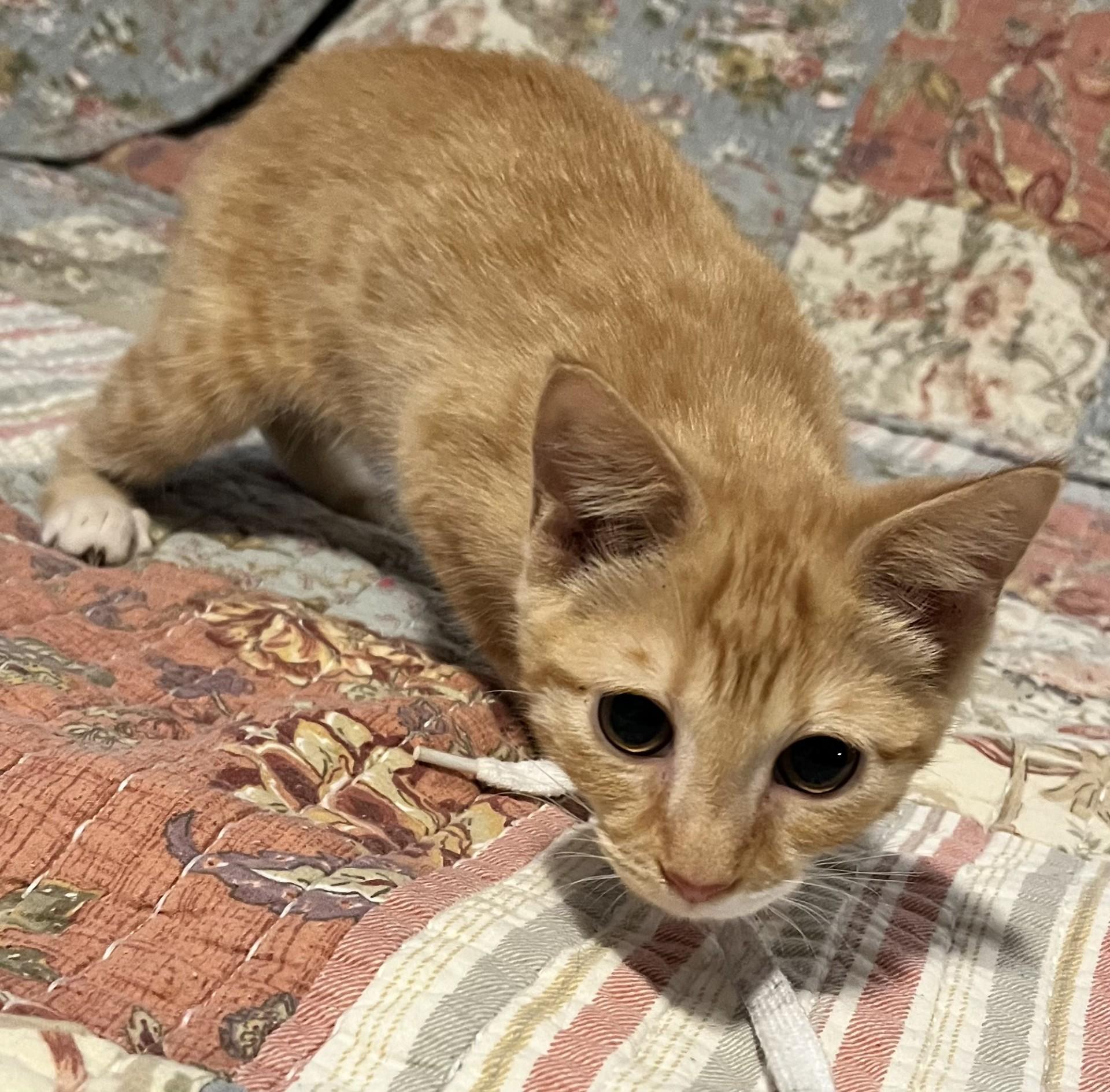 Quinnie (Peg-fostered in TN), Baby Female unknown