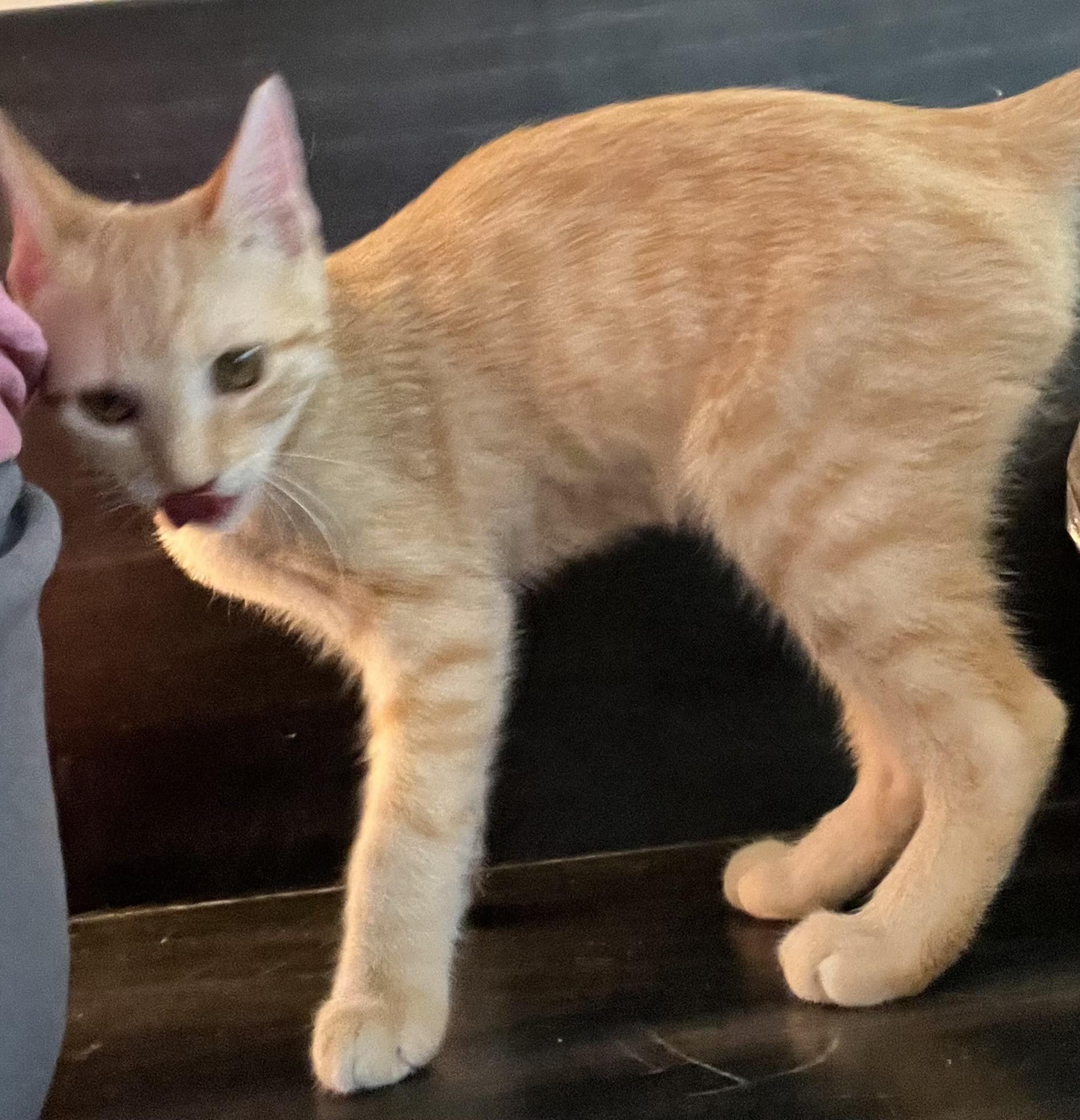 Quinnie (Peg-fostered in TN)