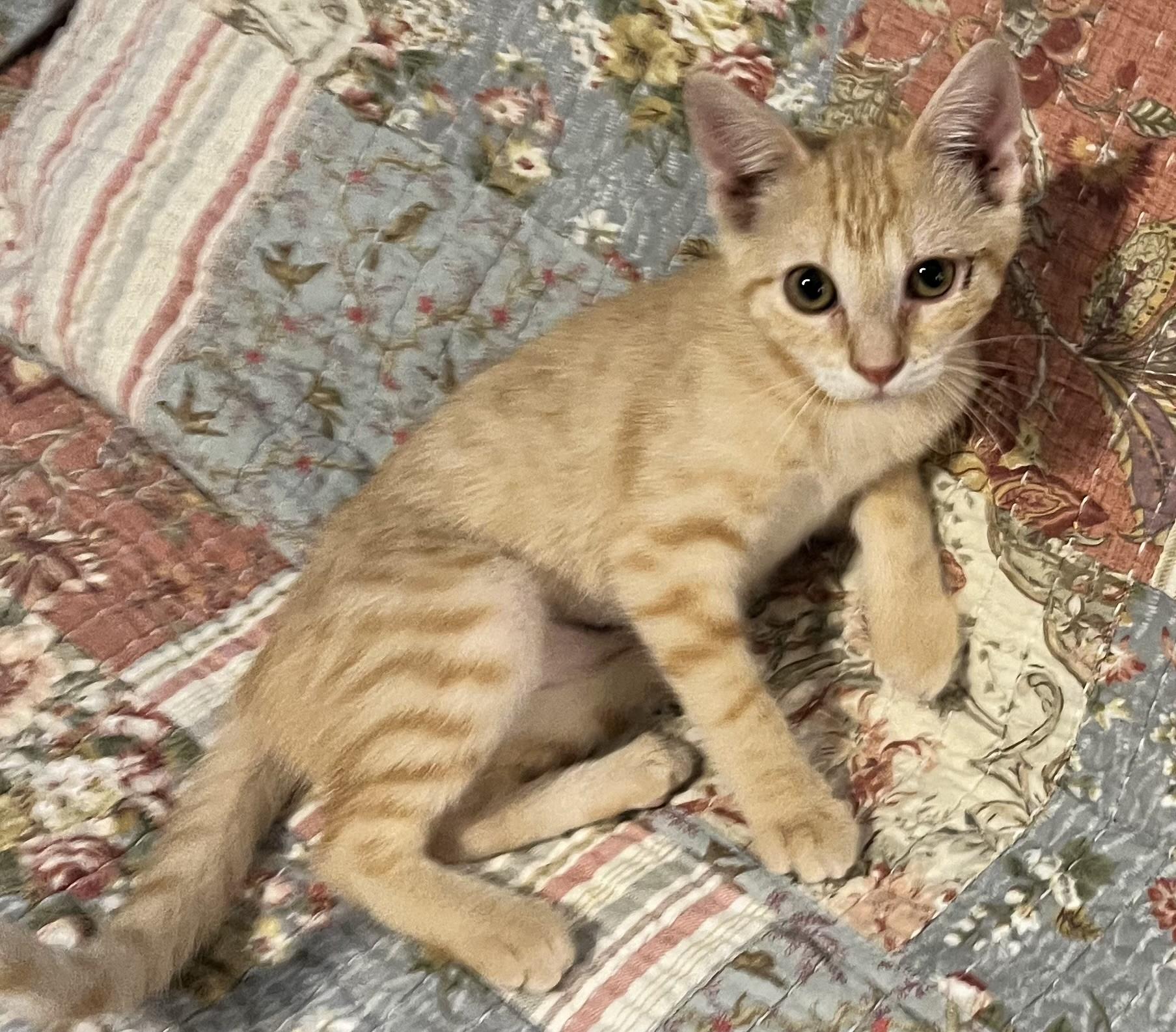 Quinnie (Peg-fostered in TN)